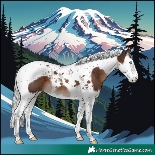 Horse Color:Silver Brown Splash Tobiano