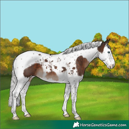 Horse Color:Silver Brown Splash Tobiano