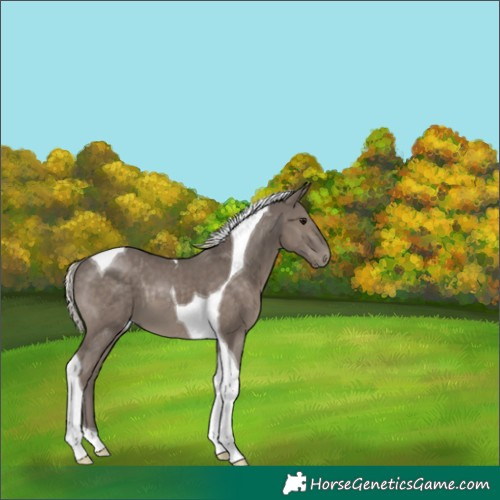 Horse Color:Silver Black Tobiano 