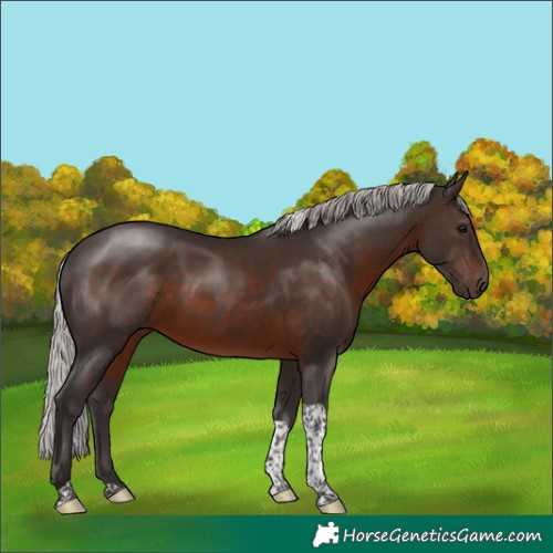 Horse Color:Silver Brown Tobiano 