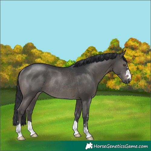 Horse Color:Black Rabicano 