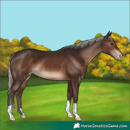 Horse Color:Silver Brown Appaloosa 