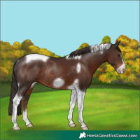 Horse Color:Liver Chestnut Tobiano Frame Rabicano 