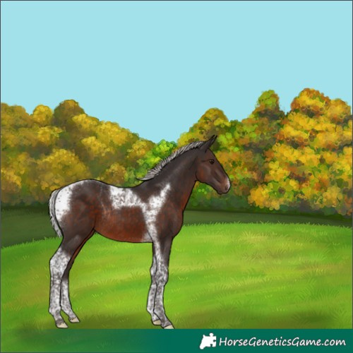 Horse Color:Silver Brown Tobiano Frame Rabicano 