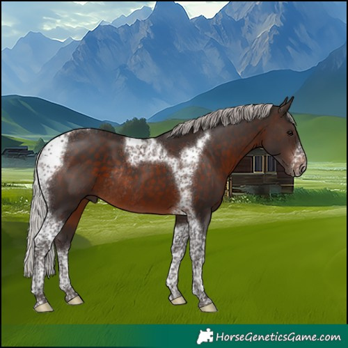 Horse Color:Silver Brown Tobiano Frame Rabicano