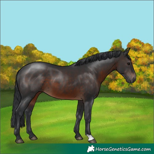 Horse Color:Brown 