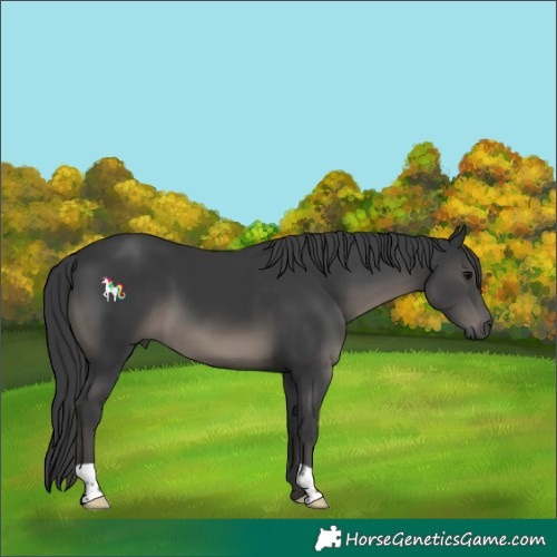 Horse Color:Black 