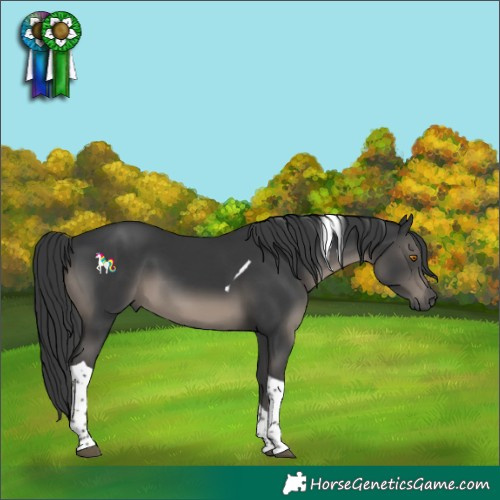 Horse Color:Black Tobiano