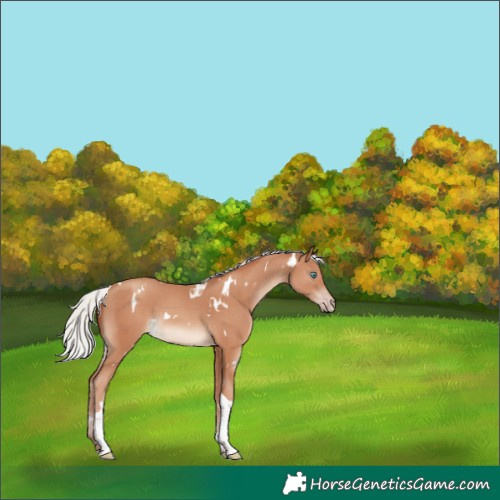 Horse Color:White Spotted Silver Classic Champagne Tobiano 