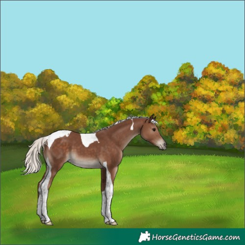 Horse Color:Silver Black Tobiano 