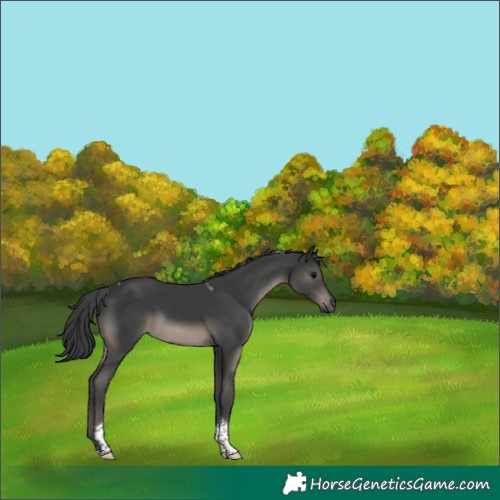 Horse Color:Black Tobiano 