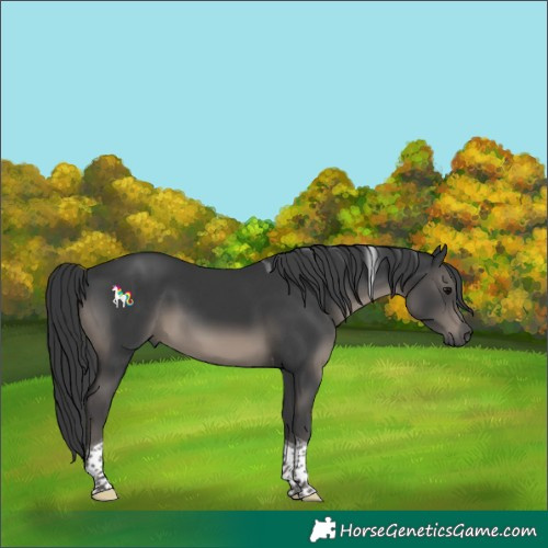Horse Color:Black Tobiano