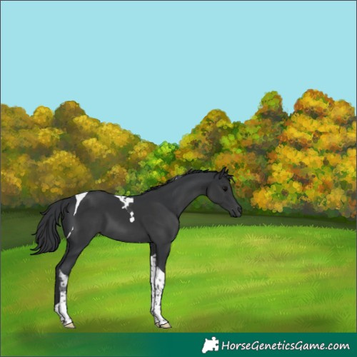 Horse Color:Black Tobiano