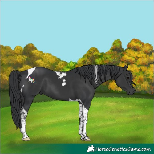 Horse Color:Black Tobiano 