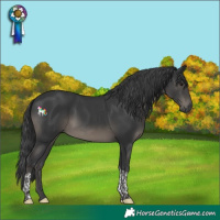 Horse Color:Black Tobiano 
