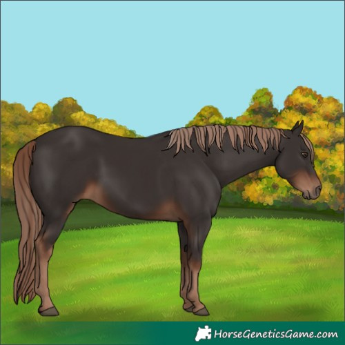 Horse Color:Liver Chestnut Rabicano 