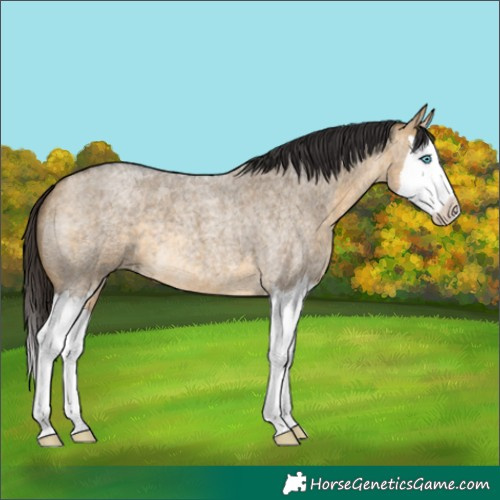 Horse Color:Buckskin Roan Dun Splash 
