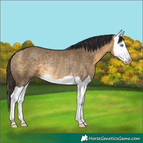 Horse Color:Buckskin Dun Splash Rabicano