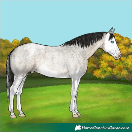 Horse Color:Buckskin Roan Dun Splash Appaloosa Rabicano 
