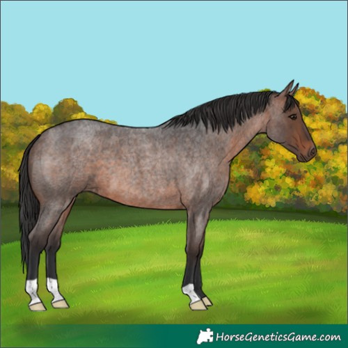 Horse Color:Brown Roan