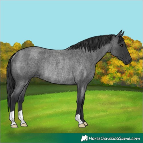 Horse Color:Blue Roan Rabicano 