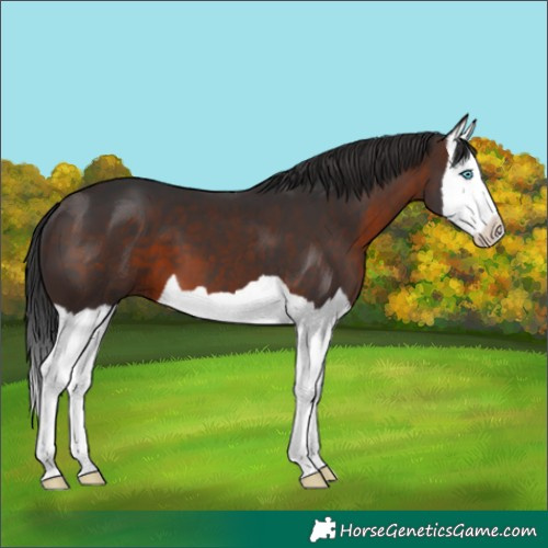 Horse Color:Brown Splash 