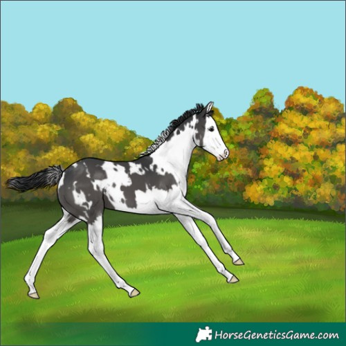 Horse Color:White Spotted Black Splash 
