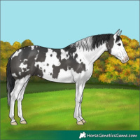 Horse Color:White Spotted Black Splash 