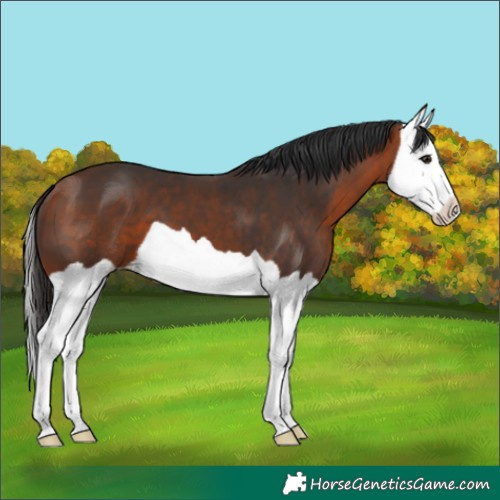 Horse Color:Bay Splash 