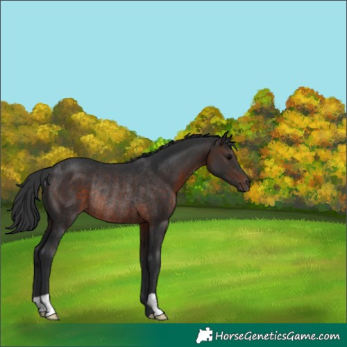 Horse Color:Unknown 