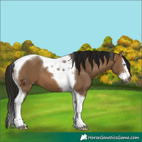 Horse Color:Gray Bay Dun Splash Tobiano Appaloosa 