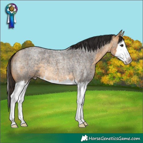 Horse Color:Buckskin Roan Splash 