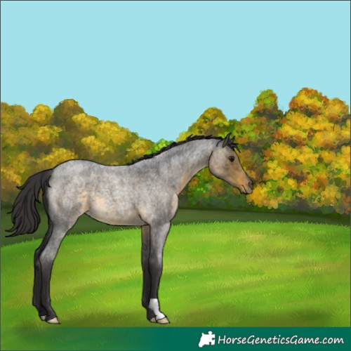 Horse Color:Buckskin Roan 