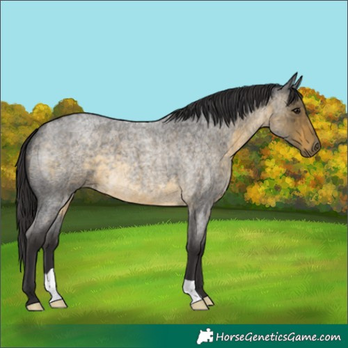 Horse Color:Buckskin Roan