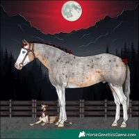 Horse Color:Buckskin Roan Splash