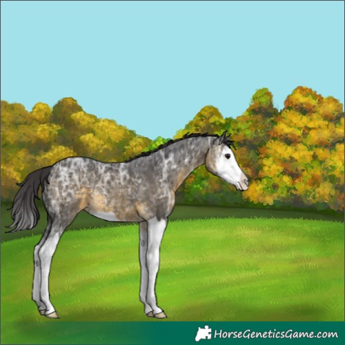 Horse Color:Buckskin Ice Splash 