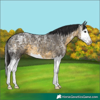 Horse Color:Buckskin Ice Splash 
