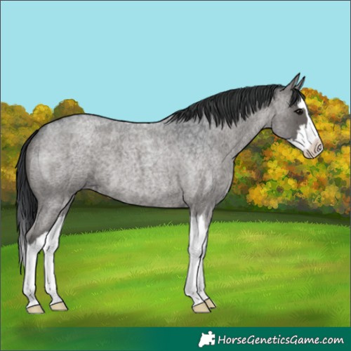 Horse Color:Blue Roan Splash