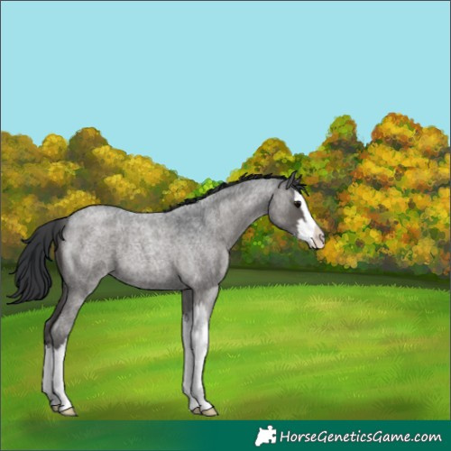 Horse Color:Blue Roan Splash 