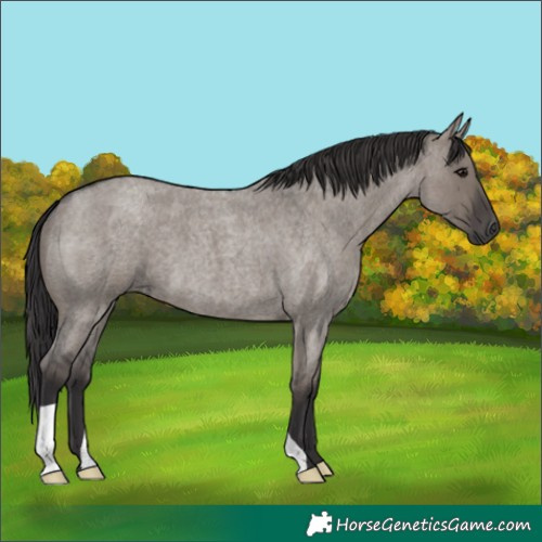Horse Color:Smoky Grullo Roan