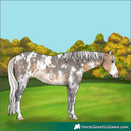 Horse Color:White Spotted Silver Buckskin Sabino Rabicano