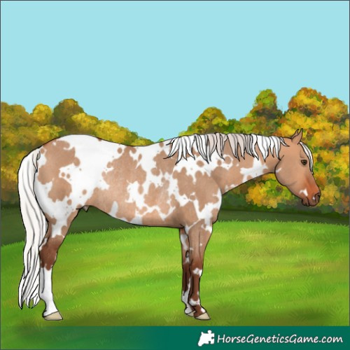 Horse Color:White Spotted Silver Bay Dun Rabicano