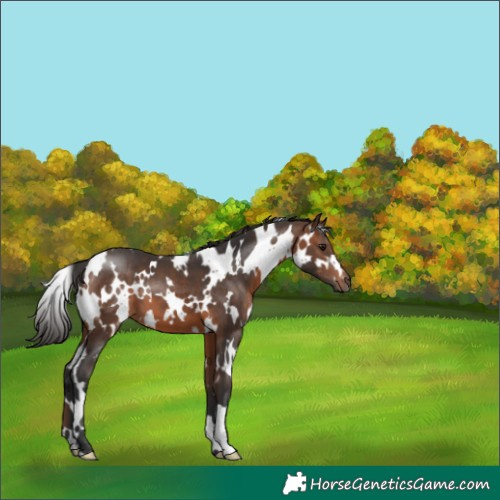 Horse Color:White Spotted Brown