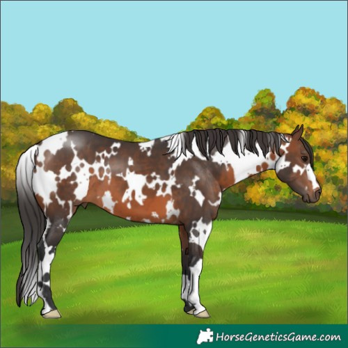 Horse Color:White Spotted Brown