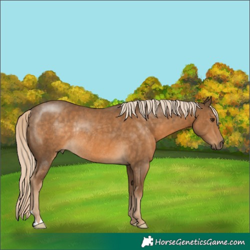 Horse Color:Chocolate Palomino Rabicano 