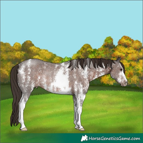 Horse Color:Liver Chestnut Sabino Rabicano