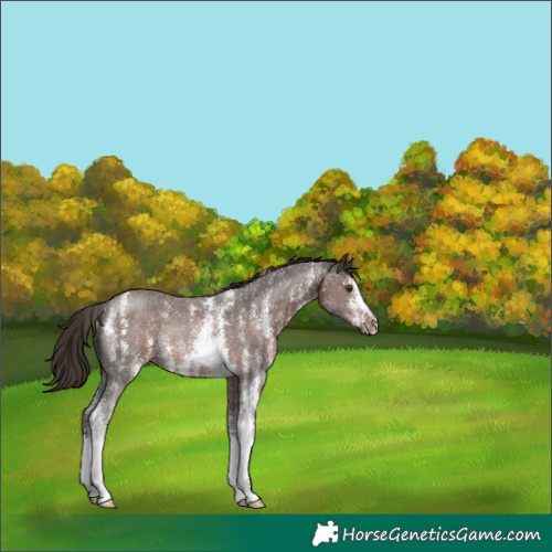 Horse Color:Liver Chestnut Sabino Rabicano