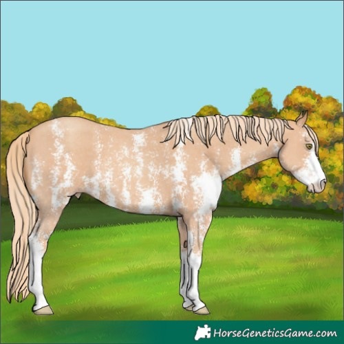 Horse Color:Gold Champagne Sabino