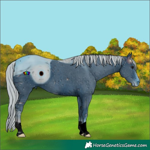 Horse Color:ERROR: UNKNOWN ANOMALY