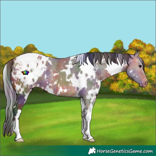 Horse Color:Nacre White Spotted Bay Appaloosa
